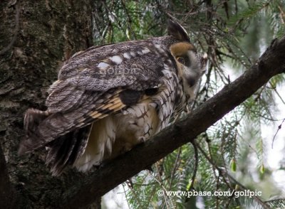 Long-eared Owl