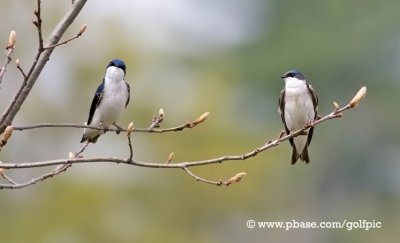 Tree Swallows