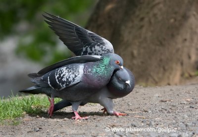 Pigeons fighting