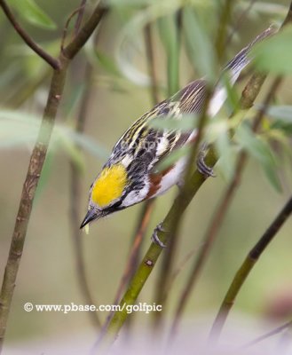 Chestnut-sided Warbler