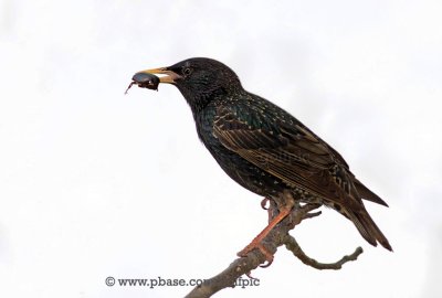 European Starling