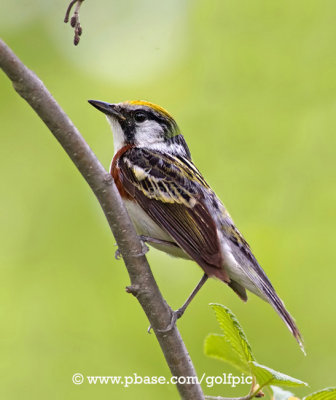 Chestnut-sided Warbler