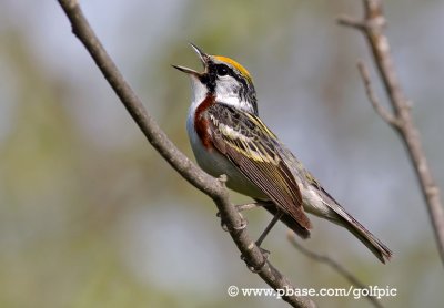 Chestnut-sided Warbler