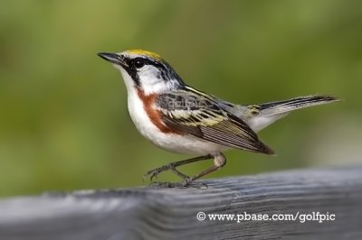 Chestnut-sided Warbler