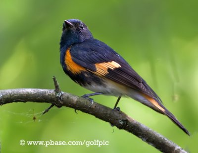 American Redstart 