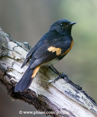 American Redstart