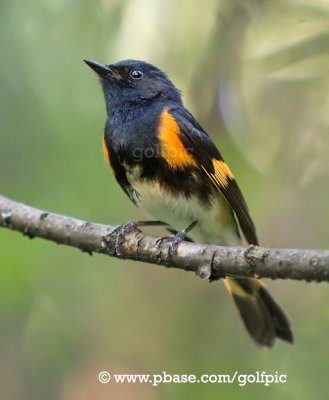 American Redstart