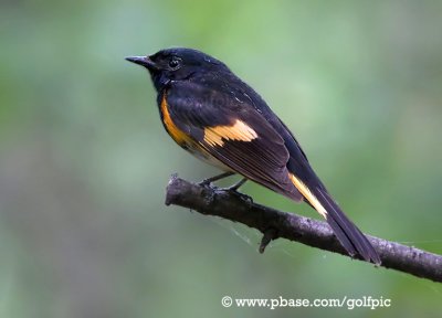 American Redstart