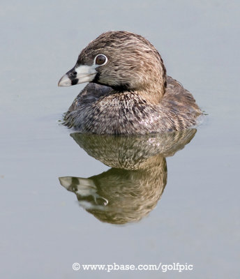 Pied-billed Grebe