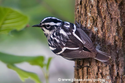 Black and White Warbler