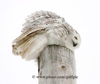 The Snowy Owl that fell asleep on its perch (or me just being silly)