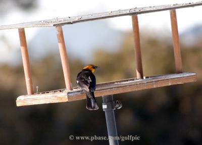 Yellow-Headed Blackbird (Xanthocephalus xanthocephalus)