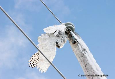 A dead Snowy owl (electrocuted)