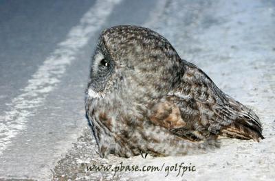 Great Gray Owl sitting by the side of a very busy road in eastend of Ottawa (2006)