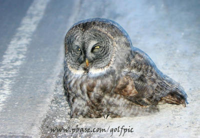 Great Gray Owl sitting by side of road watching all the cars go by (2006)