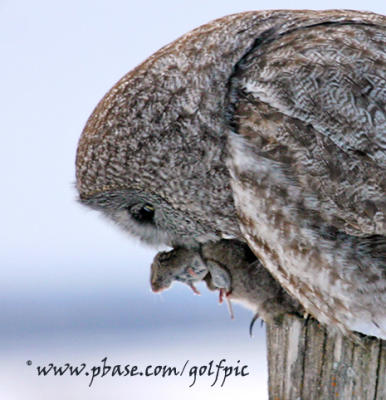 Great Gray Owl with prey