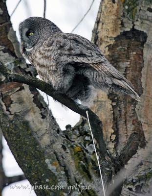 Great Gray Owl making room for more
