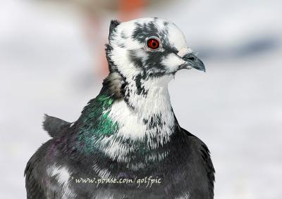 g3/13/6313/3/56236309.pigeon1x.jpg