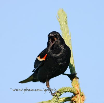 Redwing Blackbird