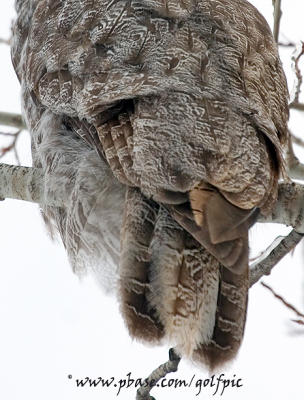 Aging a Great Gray Owl