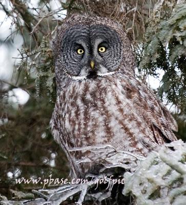 Great Gray Owl peers out from its wintry perch