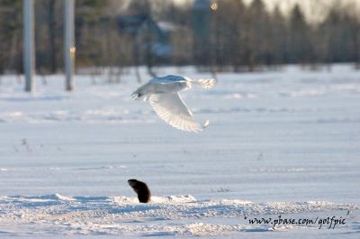 Snowy Owl and the Muskrat