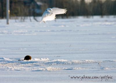 Snowy Owl and the Muskrat