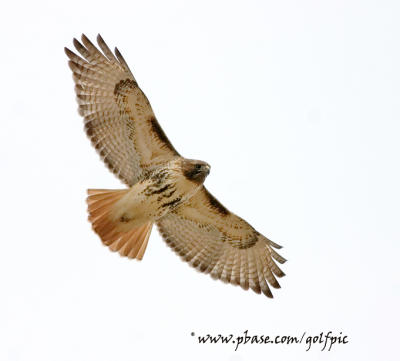 Redtail Hawk (Amherst Island)