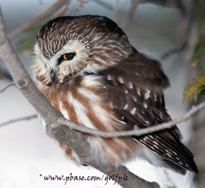 Northern Saw-Whet Owl (Cute as can be)
