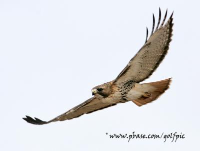 Redtail Hawk (Amherst Island)
