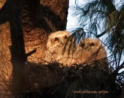 Great Horned owlets