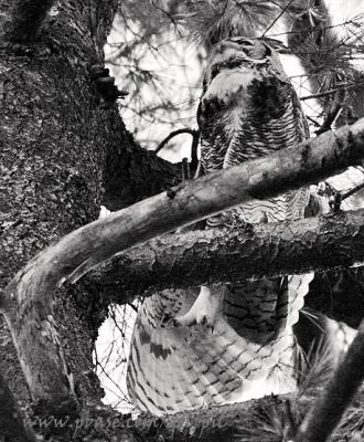 Great Horned Owl stretching