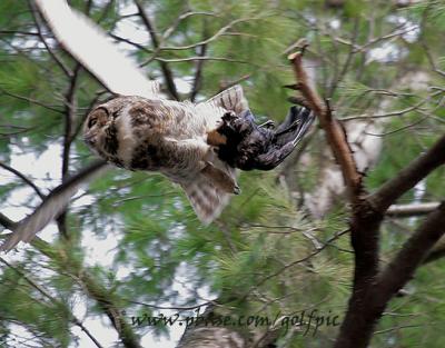 Great Horned Owl with crow takes flight