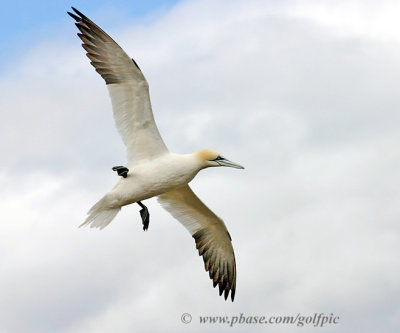 Northern Gannet