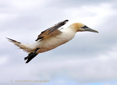Northern Gannet coming in for landing