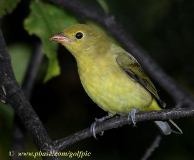 Scarlet Tanager (female)