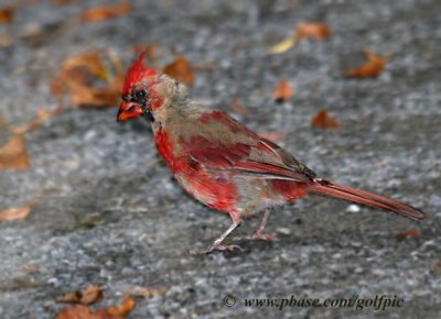 Red Cardinal (Male) molting phase