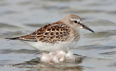 pectoralsandpiper7xid.jpg