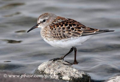 White-rumped Sandpiper (juvenile)