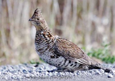 ruffed-grouse1xofo.jpg