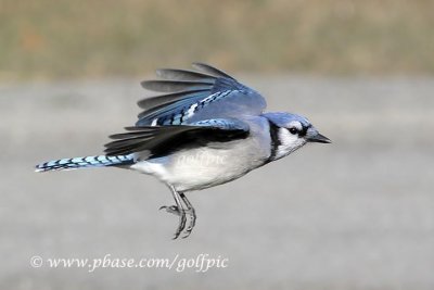 Blue Jay flight