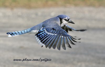 Blue Jay in flight