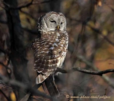 barred-owl20073xweb2.jpg