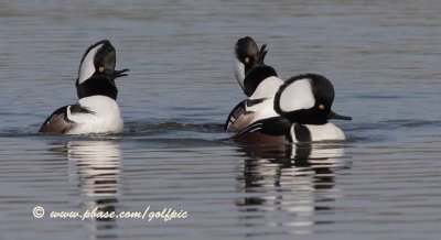 Hooded Mergansers (male)