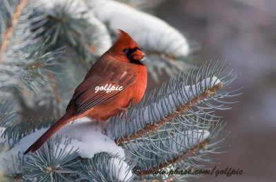 Northern Cardinal