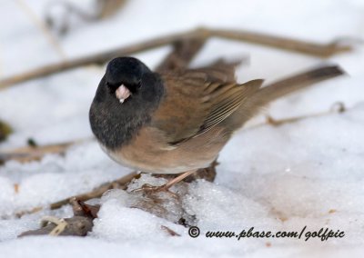 oregonjunco2x.jpg