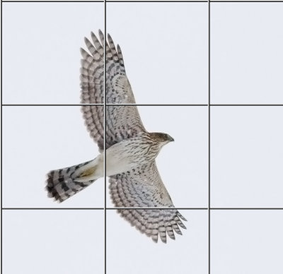 Coopers Hawk