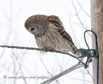 One of three Barred Owls seen this afternoon.