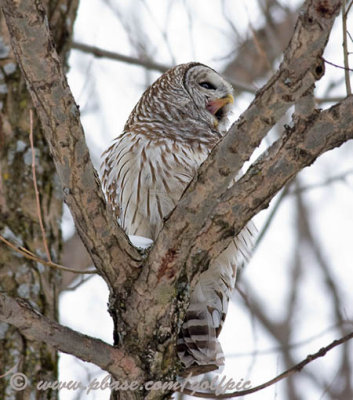 barred-owl20076x.jpg