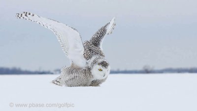 Snowy Owl stretching wings